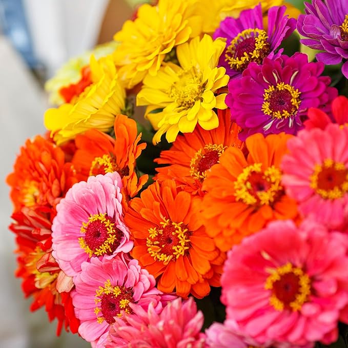 Eden Brothers Zinnia Seeds - Over The Rainbow Mix, Non-GMO Seeds for Planting, 1 oz | Low-Maintenance Flower Seeds, Plant During Spring, Zones 3, 4, 5, 6, 7, 8, 9, 10