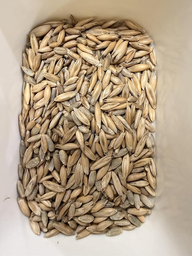 Cat Grass Seeds for Indoor Cats – Non-GMO Oats & Rye Sprouting Seed Mix | Easy to Grow Fresh Cat Grass for Digestion & Hairball Support | High Germination (1 lb)