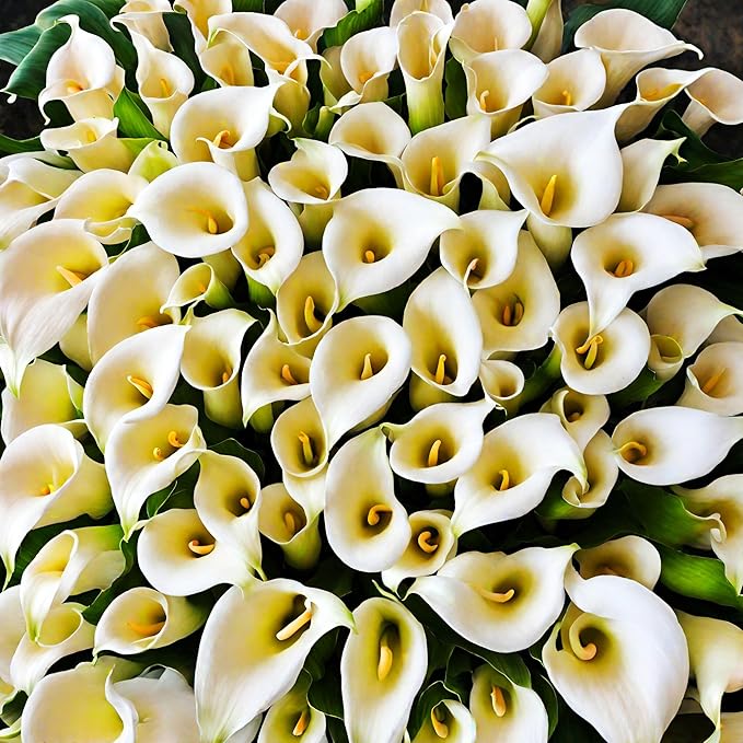 100+ Calla Lily Seeds: Easy Perennial Flowers in a Beautiful Color Mix