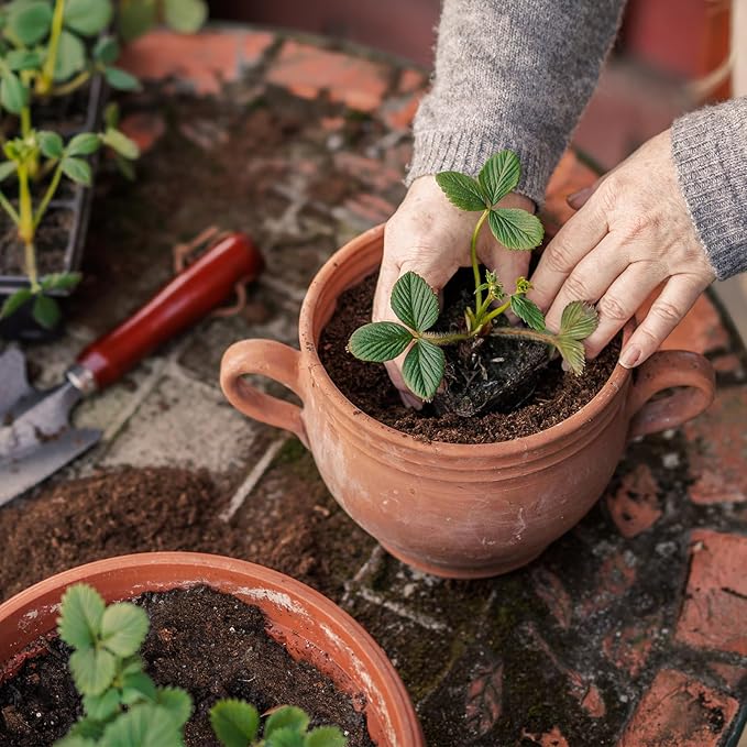Organic Strawberry Soil Mix 1qt, Indoor Plants Potting Mix for All Potted Strawberry, Grow Healthy houseplants Indoors