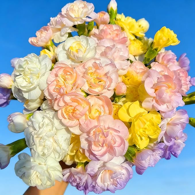 Double Jasmine Flower Seeds for Planting, 100pcs Fragrant Climber Jasmine Perennial Flower Seeds Plants, Non-GMO Heirloom Beauty Climbing Flowers in Home Garden Outdoors