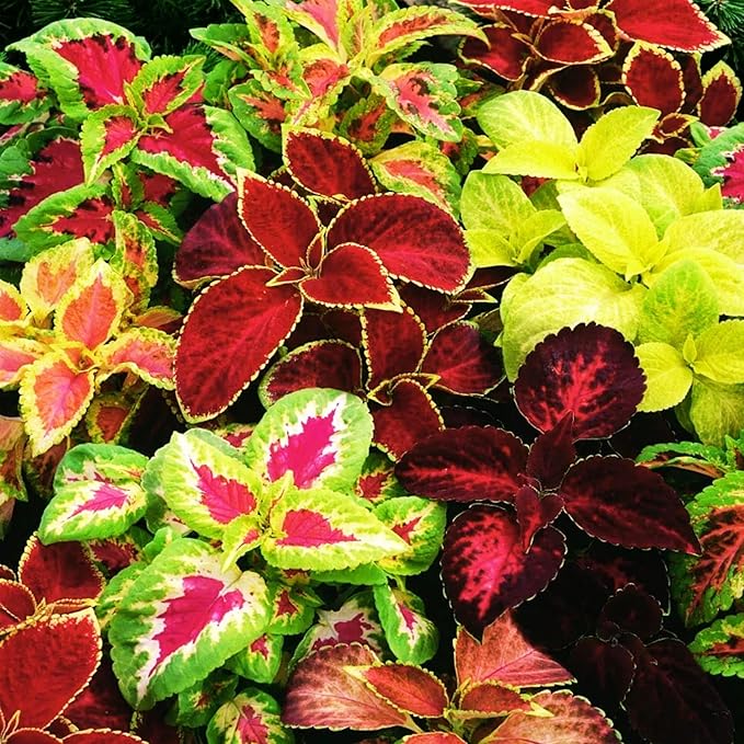 150+Coleus Rainbow Mix Seeds for Planting Outdoor-Beautiful Flower Plant in Your Home Garden Indoors or Outdoors Attractive and Colorful