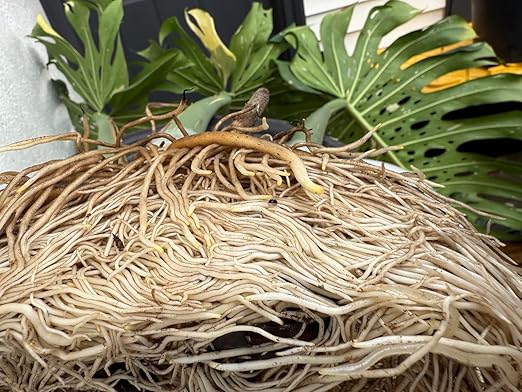 Houseplant Prop Drops – Rooting Elixir – Liquid Rooting Hormone for Cuttings & Propagation – Extra-Strength IBA Hormone – Supports Strong Root Growth – Monstera, Philodendron, Anthurium, Fiddle Leaf