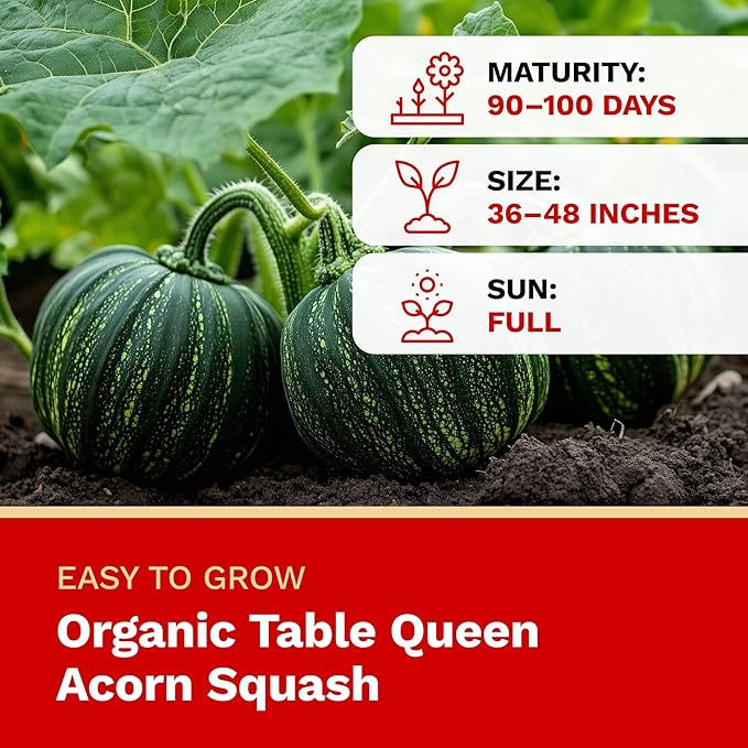 The Harvest Company Organic Seeds Collection – USDA Certified, Non-GMO, Open-Pollinated for Indoor & Outdoor Planting (Table Queen Acorn Squash)