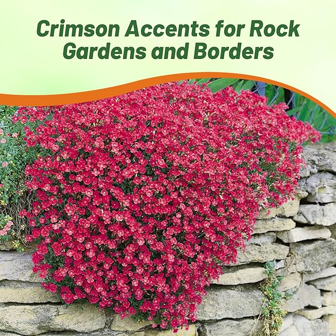 Outsidepride Cascade Red Aubrieta Rock Cress Seeds - 2000 Pcs Perennial Flower Seeds, Easy to Grow, Low Maintenance, Cascading & Low Growing, for Baskets, Rock Walls, or Ground Covers