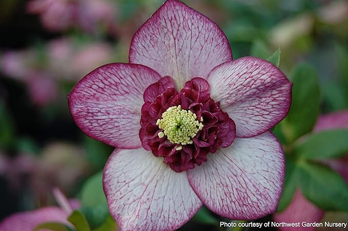 Perennial Farm Marketplace Helleborus x Winter Jewels 'Cherry Blossom' (Lenten Rose) Perennial, 1 Quart, Red Flowers