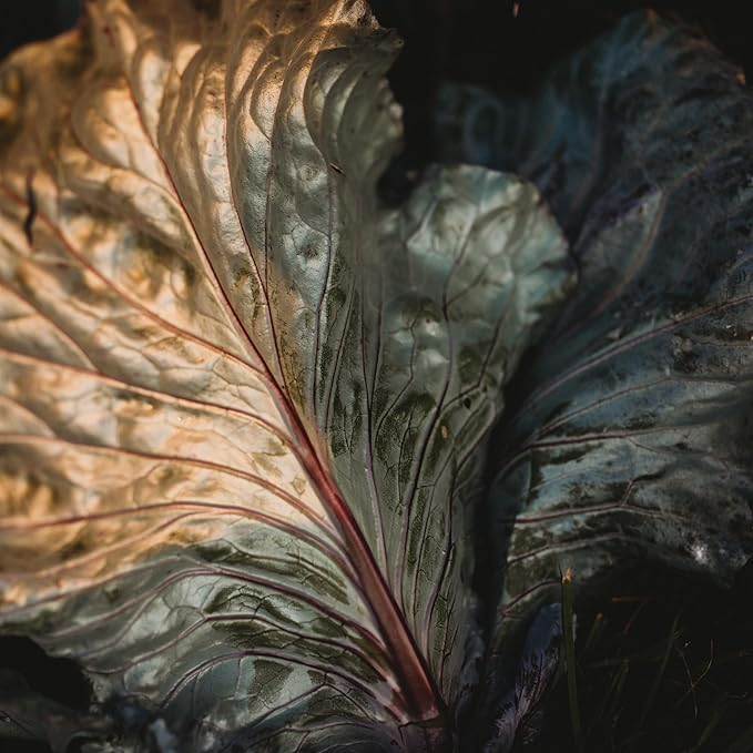 Red Acre Cabbage - 100 Seeds - Heirloom & Open-Pollinated Variety, Non-GMO Vegetable Seeds for Planting in The Home Garden, Thresh Seed Company