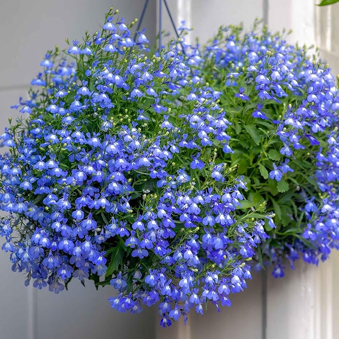 Eden Brothers Lobelia Seeds - Blue Carpet