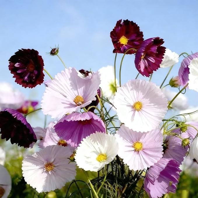 300+ Cosmos Flower Seeds for Planting, Mixed Color Egg Tart Cosmos Seed, Non-GMO Heirloom Cosmos Flower Seeds for Home Garden Outdoor