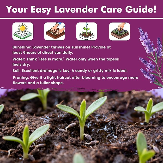 English Lavender Seeds for Planting Outdoors or Indoors, 7000+ Heirloom Non-GMO Seeds, 90% Germination Rate, Container, Herb Garden, Culinary & Crafts (0.7 Ounce Pouch)