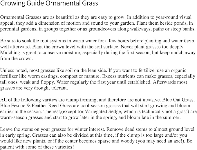 VERR 2 pots Horsetail Grass in a 4 inch containers - RK275