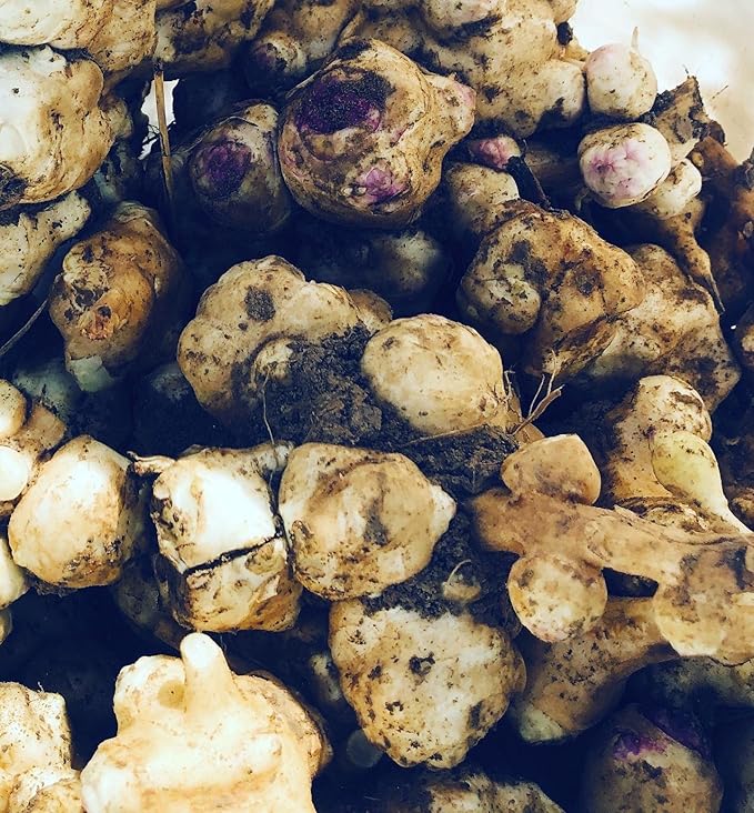Organic Jerusalem Artichoke Tubers (Helianthus tuberosus) - Sunchokes, Sunroot or Jerusalem Artichokes for Planting or Eating - 20 Tubers for Planting