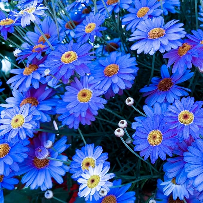 1100+Seeds Pyrethrum Tanacetum Chrysanthemum Flower for Planting Outdoor Perennial Garden Home Attracts Pollinators