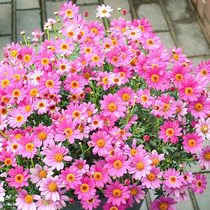1000+Pyrethrum Seeds for Planting -Pyrethrum Tanacetum Chrysanthemum Plant Garden Flower Seeds