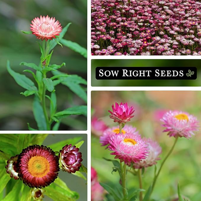 Sow Right Seeds - Paper Daisy (Helipterum Roseum) Seeds to Plant - Non-GMO Heirloom Packet, Instructions to Plant in Your Garden - Fantastic Cut Flower for Bouquets - Use for Decorations & Garland (1)