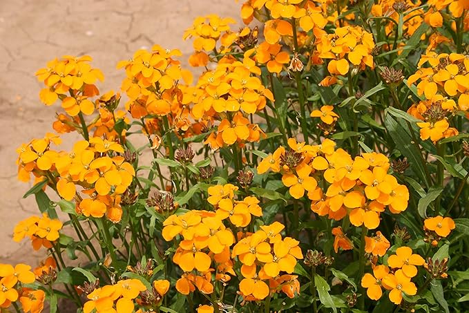 Siberian WallFlower 100+ Seeds Newly Harvested, Beautiful Cut Flowers