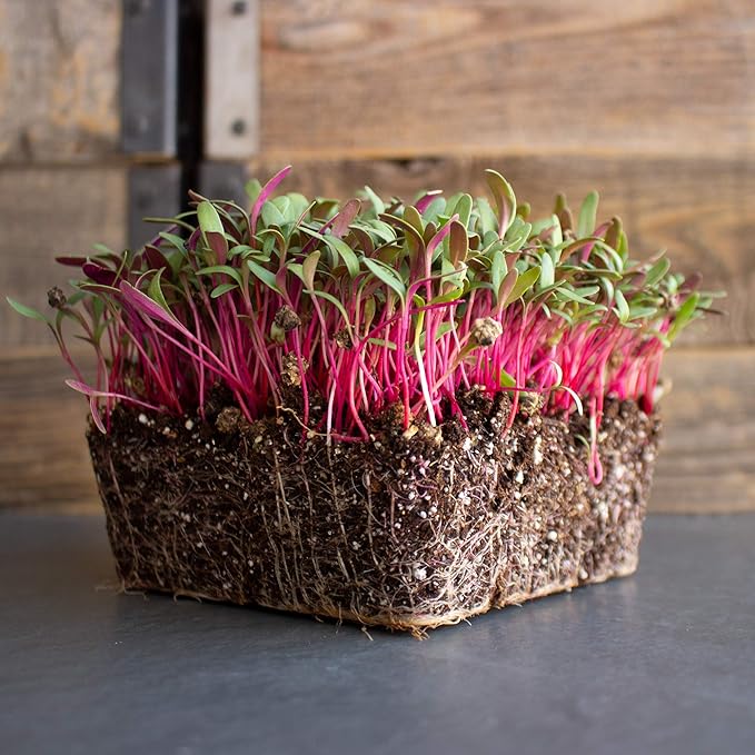 Swiss Chard Garden Seeds - Pink - 3 g Packet ~100 Seeds - Non-GMO, Heirloom Vegetable Gardening & Microgreens Seeds