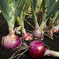 Red Burgundy Onion Garden Seed - 1 Oz ~8,400 Seeds - Non-GMO, Heirloom Vegetable Gardening Seeds