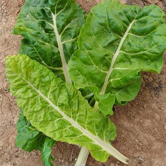 Organic Fordhook Giant Chard Seeds - 2 g ~150 Seeds - Heirloom, Organic, Open Pollinated, Non-GMO, Farm & Vegetable Gardening & Micro Greens Seeds
