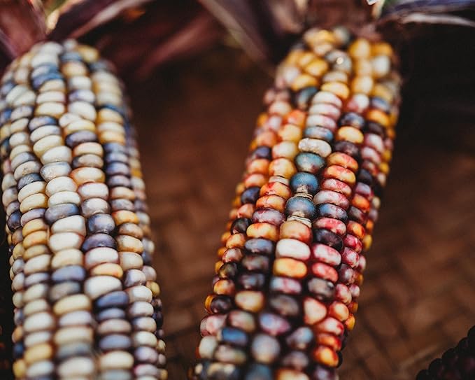 Seneca Red Stalker Ornamental Indian Corn - 50 Seeds - Rare, Colorful Heirloom/Open-Pollinated Variety, USA-grown, non-GMO Vegetable Seeds for Planting Outdoors in the Home Garden, Thresh Seed Company