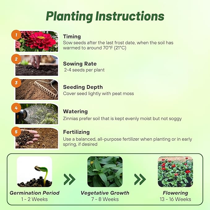 Outsidepride Dahlia Red Meteor Zinnia Seeds - 2000 Pieces Annual, Heat & Drought Tolerant Flower Seeds for Planting w/Vibrant Blooms for Pollinator Gardens & Floral Arrangements