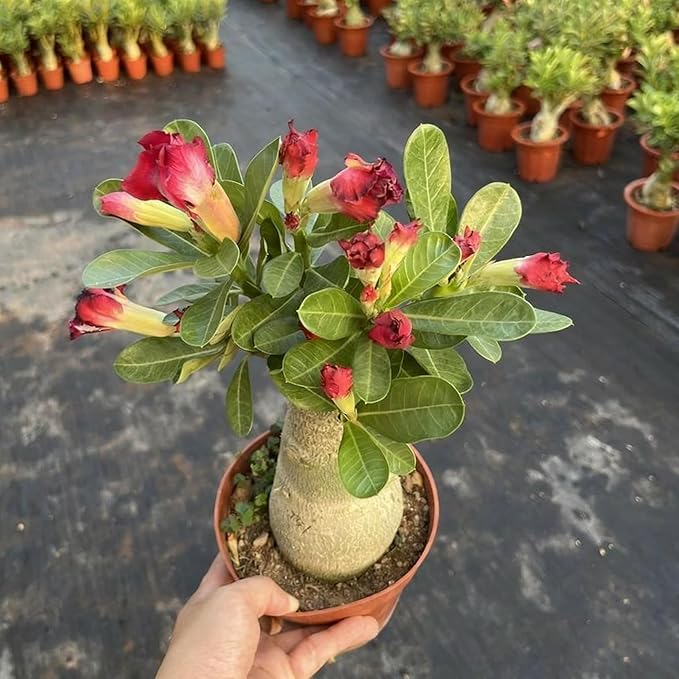 Desert Rose Seed for Planting, 100 Mixed Adenium Somalense Seeds, Shrub Flower Plants, Non-GMO Heirloom Desert Rose for Garden Outdoor
