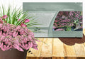 Outsidepride Pink Polka Dot Hypoestes Seed for Planting - 2000 Pcs Perennial Polka Dot Plant Seeds w/Variegated Foliage for Containers, Hanging Baskets, Small Gardens, Both Indoors & Outdoors