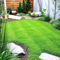 5000 Zoysia Grass Seeds for Lawn, Zoysia Seeds Lawngrass Seeds, Grow Outdoor, Low-Maintenance for Lawn Backyard Home Garden
