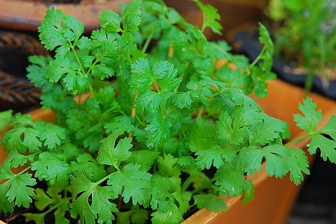 500+ Cilantro Seeds for Planting - Heirloom Non-GMO USA Grown Herb Seeds in Premium Protective Packaging - AKA Coriander, Chinese Parsley, Coriandrum Sativum - by RDR Seeds