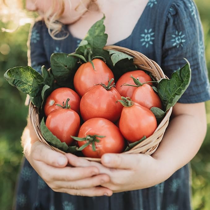 Grushovka Siberian Plum Tomato - 50 Seeds - Rare Heirloom, Determinate Short Season Tomato, Non-GMO Plum Tomato Seeds for Planting in The Home Garden, Thresh Seed Company