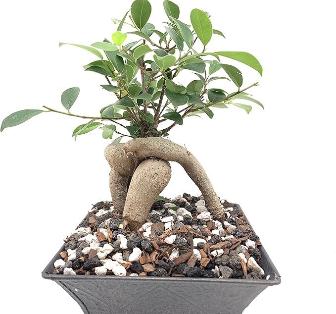 Pumice for Bonsai, Succulent, Cactus, Alocasia, Monstera, and Tropical Aroids | 2 Quarts Bag | 1/4” Particle Size | The Bonsai Supply