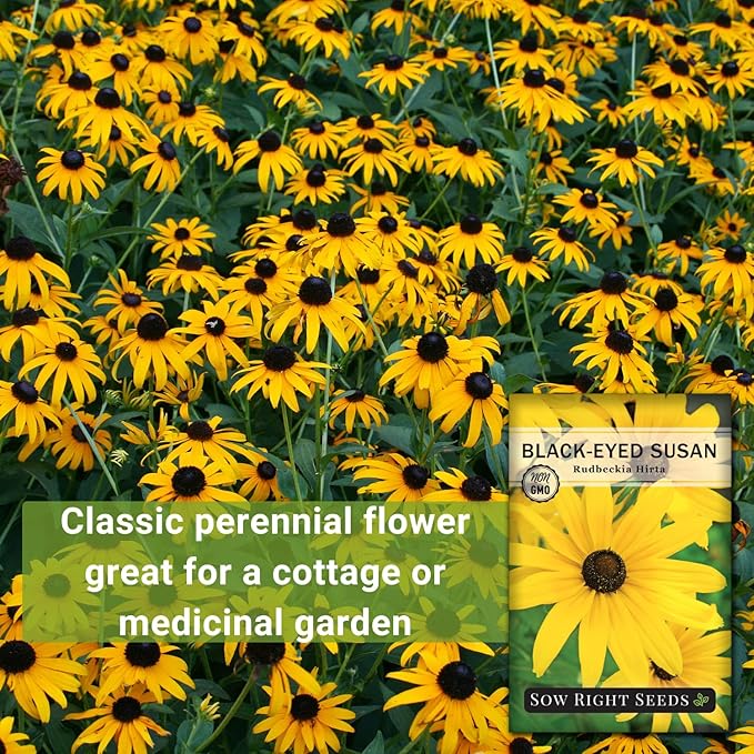 Sow Right Seeds - Black Eyed Susan Flower Seeds for Planting - Non-GMO Heirloom Seeds Packet to Plant a Home Garden - Perennial Wildflowers Attract Pollinators to Yard - Yellow with White Centers (4)