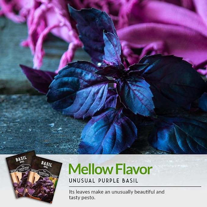 Survival Garden Seeds - Opal Basil Seed for Planting - 3 Packs with Instructions to Plant and Grow Delicious & Unique Purple Basil Herb Plants in Your Home Vegetable Garden - Non-GMO Heirloom Variety