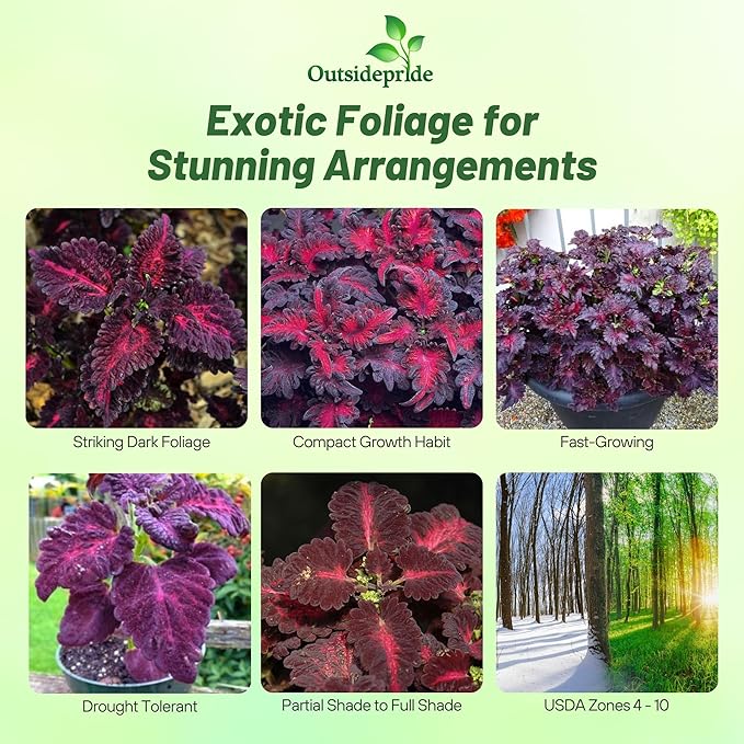 Outsidepride Black Dragon Coleus Seeds - 400 Pcs Annual, Compact, Vibrant & Serrated Foliage, Easy to Gow & Deer-Resistant, Ideal for Shaded Areas, Containers, Borders, Indoor & Outdoor Gardens