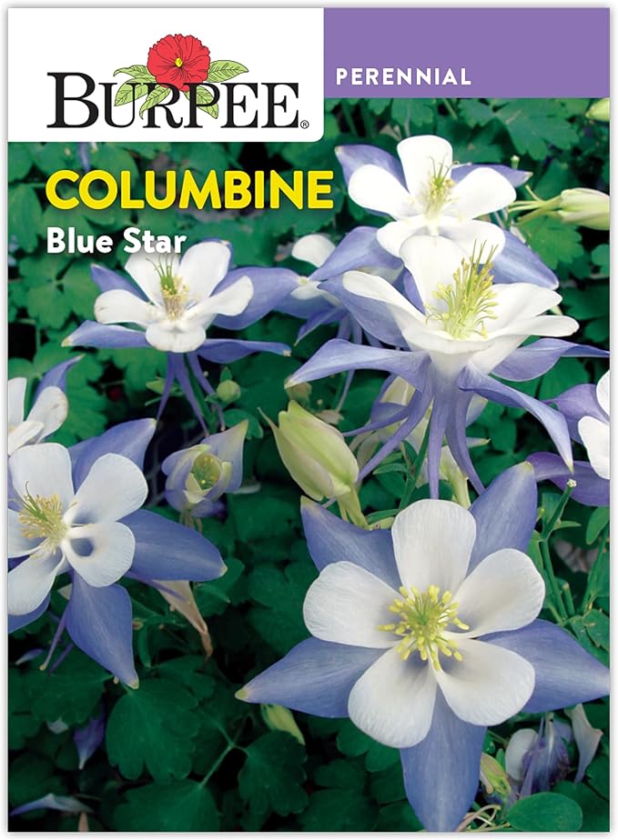 Burpee Blue Star Columbine Seeds - Heirloom Perennial for Shade