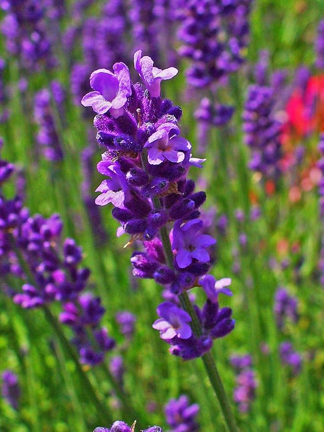 Seeds4planting - Seeds Lavender Officinalis - Organic