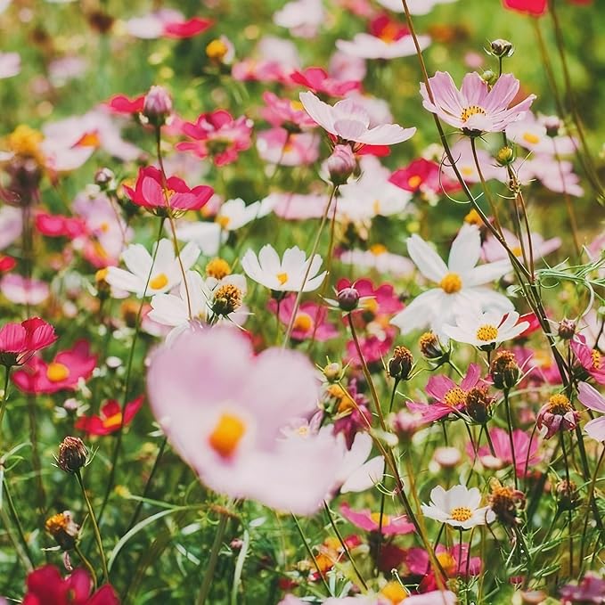 300+ Cosmos Flower Seeds for Planting, Mixed Color Egg Tart Cosmos Seed, Non-GMO Heirloom Cosmos Flower Seeds for Home Garden Outdoor