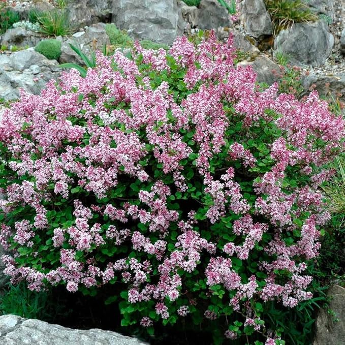 TriStar Plants - Dwarf Korean Lilac, 1 Gallon Trade Pot - Syringa Meyeri Palibin, Compact Shrub, Dwarf Bush, Flowering, Fragrant, Cold Hardy, Healthy Established Roots,