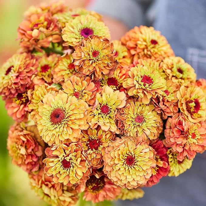 Eden Brothers Zinnia Seeds - Queen Lime Orange, Non-GMO Seeds for Planting, Packet | Low-Maintenance Flower Seeds, Plant During Spring, Zones 2, 3, 4, 5, 6, 7, 8, 9, 10