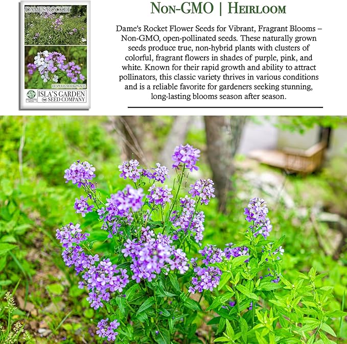 Dame's Rocket Flower Seeds, 1000+ Non-GMO Heirloom Seeds, Vibrant Purple/Pink/White Blooms, Pollinator-Friendly, Easy-Grow Hesperis matronalis, Isla's Garden Seeds for Stunning Gardens