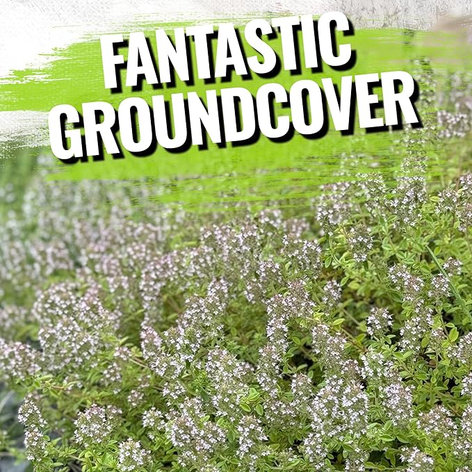 Seed Needs Wild Creeping Thyme Seeds for Planting - Heirloom & Open Pollinated - Attractive Flowering Groundcover for Rock Gardens & Butterfly Gardens (2 Packs)