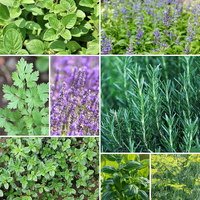 Groundio 15 Herb Seeds Variety Pack | 5,500+ Non-GMO Heirloom Seeds for Planting Indoor & Outdoor | Culinary Herb Collection | Grow Your Own Herb Garden | Gardening Gift