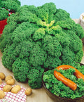 300+ Seeds Bush Kale Giant Cabbage - Vegetable Green
