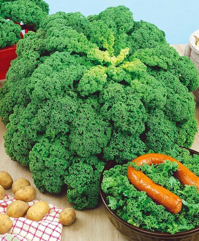 300+ Seeds Bush Kale Giant Cabbage - Vegetable Green