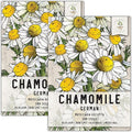 Seed Needs, German Chamomile Seeds - 500 Heirloom Seeds for Planting Matricaria recutita - Medicinal Herb for Indoor/Outdoor Gardens, Non-GMO & Untreated (2 Packs)