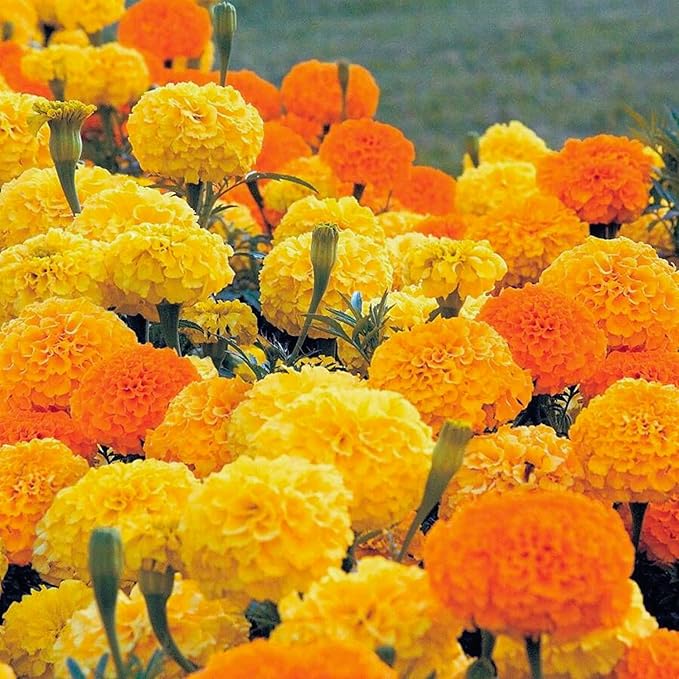 Park Seed Whopper Mix Marigold Flower Seeds – Giant 4-Inch Double Blooms in Yellow, Gold & Orange, Compact and Weather-Resistant Plants, Easy to Grow for Beds or Containers – Pack of 25