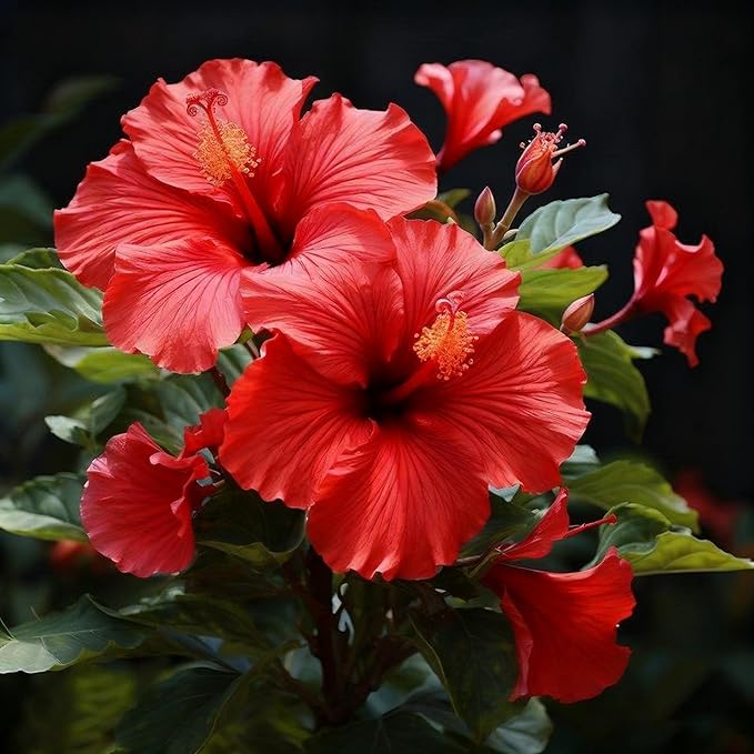 50 Hibiscus Flower Seeds for Planting, Mix Color Beautiful Hibiscus Seed, Non-GMO Perennial Hibiscus Flower Seeds for Small Garden Border, Home Outdoor