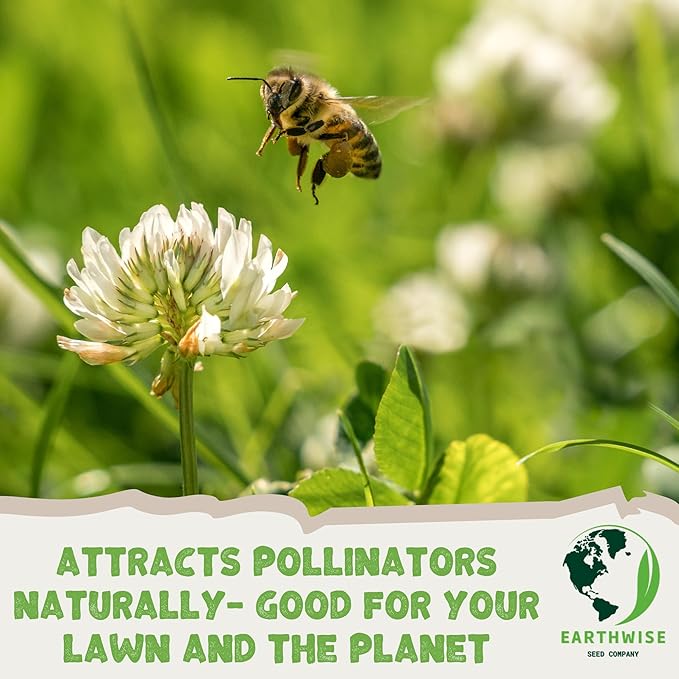 Earthwise Northeast Native & Naturalized Wildflower Mix – 1/4 lb – Pollinator-Friendly, Easy-Grow Seeds – Covers 500 sq. ft.