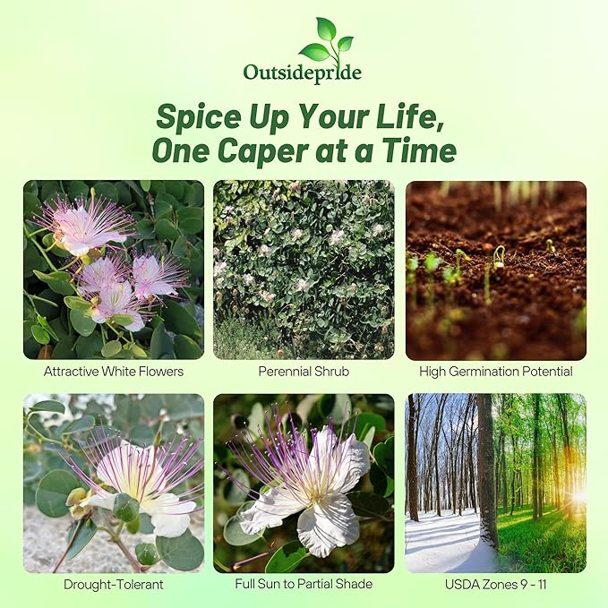 Outsidepride Caper Bush Seeds - 200 Pcs. Perennial, Low Maintenance, Herb Seeds for Planting Edible Fleshy Leaves & Large Pinkish-White Blooms for Culinary Use & Pollinator Gardens