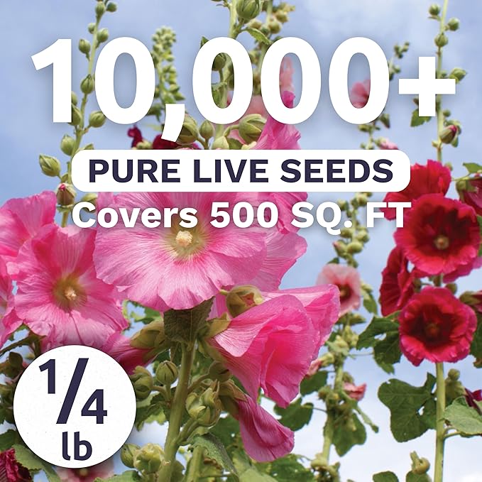 Hollyhock Single - Mixed Colors - Bulk 1/4 Pound Pouch - 10,000 Flower Seeds for Planting - Alcea rosea